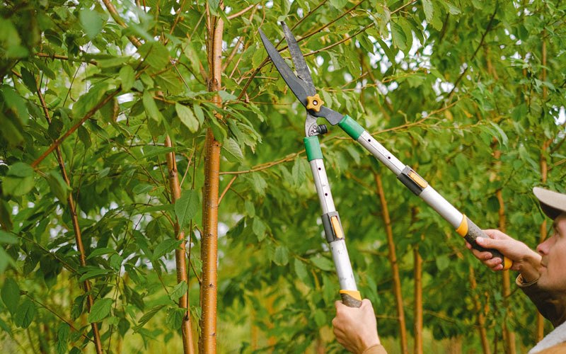 Tree trimming in Coatsburg, IL